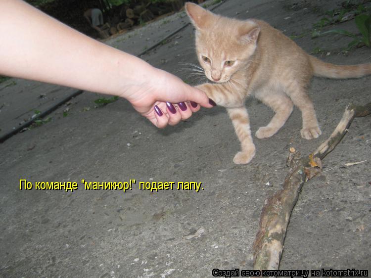 По команде "маникюр!" подает лапу.... Котоматрица: По команде "маникюр!" подает лапу.