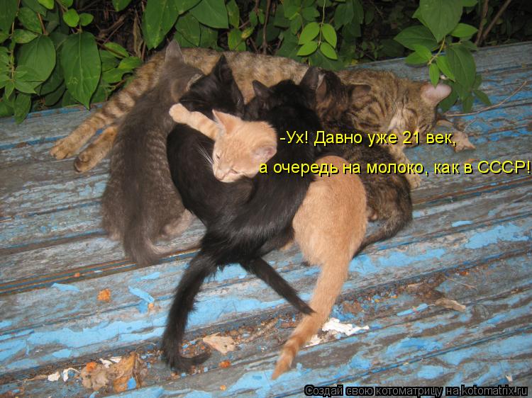 -Ух! Давно уже 21 век, а очередь на молоко, как в СССР!... Котоматрица: -Ух! Давно уже 21 век, а очередь на молоко, как в СССР!