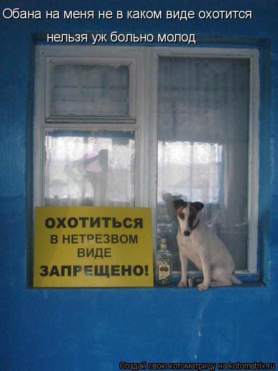 Обана на меня не в каком виде охотится нельзя уж больно молод... Котоматрица: Обана на меня не в каком виде охотится нельзя уж больно молод