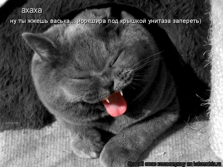 ахаха ну ты жжешь васька... йоркшира под крышкой унитаза запереть)... Котоматрица: ахаха ну ты жжешь васька... йоркшира под крышкой унитаза запереть)