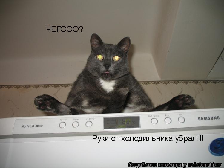 ЧЕГООО? Руки от холодильника убрал!!!... Котоматрица: ЧЕГООО? Руки от холодильника убрал!!!