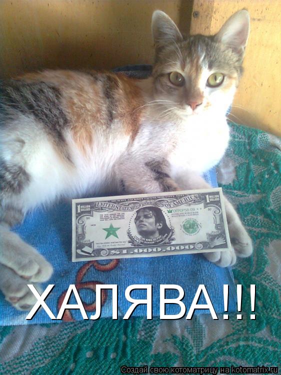 ХАЛЯВА!!!... Котоматрица: ХАЛЯВА!!!