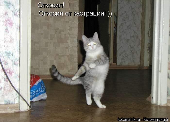 Откосил! Откосил от кастрации! ))... Котоматрица: Откосил! Откосил от кастрации! ))
