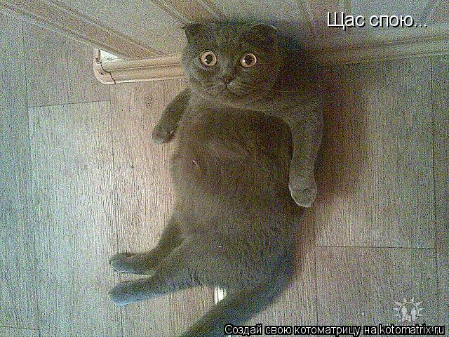 Щас спою...... Котоматрица: Щас спою...