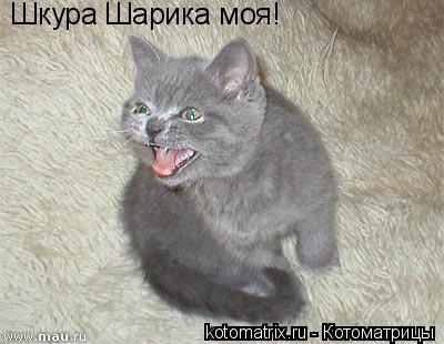 Шкура Шарика моя!... Котоматрица: Шкура Шарика моя!