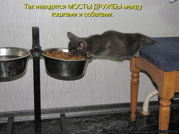 Котоматрица: Так наводятся МОСТЫ ДРУЖБЫ между  кошками и собаками.