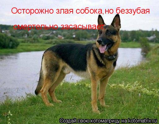 Котоматрица: Осторожно злая собока,но беззубая Осторожно злая собока,но беззубая смертельно засасывает.