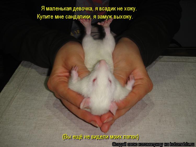 Купите мне сандалики я замуж выхожу Котоматрица: Я маленькая девочка, я всадик не хожу. Купите мне сандалики, я заму