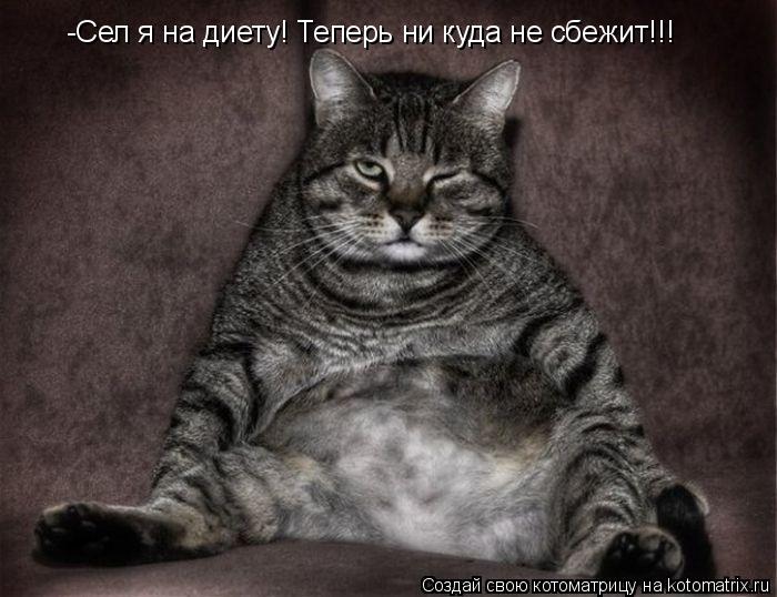 -Сел я на диету! Теперь ни куда не сбежит!!!... Котоматрица: -Сел я на диету! Теперь ни куда не сбежит!!!