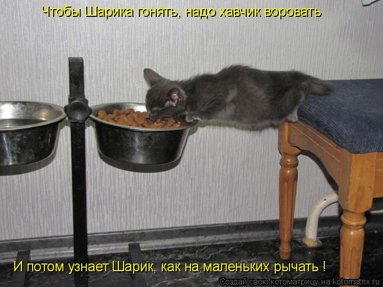 Чтобы Шарика гонять, надо хавчик воровать И потом узнает Шарик, как на маленьких рычать !... Котоматрица: Чтобы Шарика гонять, надо хавчик воровать И потом узнает Шарик, как на маленьких рычать !