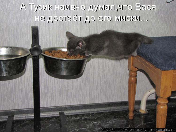 А Тузик наивно думал,что Вася не достаёт до его миски...... Котоматрица: А Тузик наивно думал,что Вася не достаёт до его миски...