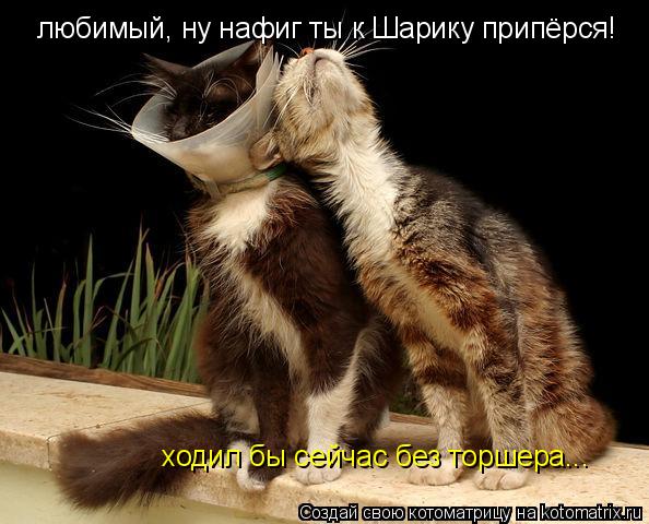 любимый, ну нафиг ты к Шарику припёрся! ходил бы сейчас без торшера...... Котоматрица: любимый, ну нафиг ты к Шарику припёрся! ходил бы сейчас без торшера...