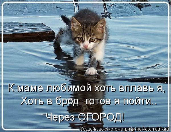 К маме любимой хоть вплавь я, Хоть в брод готов я пойти.. Через ОГОРОД!... Котоматрица: К маме любимой хоть вплавь я, Хоть в брод готов я пойти.. Через ОГОРОД!