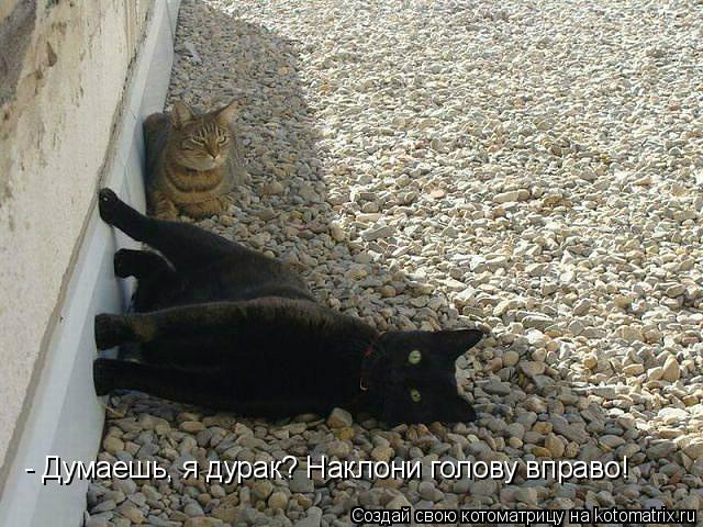 - Думаешь, я дурак? Наклони голову вправо!... Котоматрица: - Думаешь, я дурак? Наклони голову вправо!