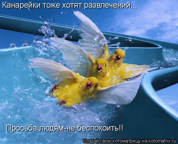 Канарейки тоже хотят развлечений... Просьба людям-не беспокоить!!... Котоматрица: Канарейки тоже хотят развлечений... Просьба людям-не беспокоить!!