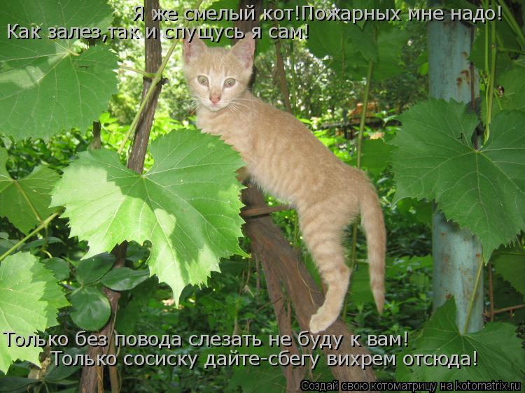 Я же смелый кот!Пожарных мне надо! Как залез,так и спущусь я сам! Только без повода слезать не буду к... Котоматрица: Я же смелый кот!Пожарных мне надо! Как залез,так и спущусь я сам! Только без повода слезать не буду к вам! Только сосиску дайте-сбегу вихрем о