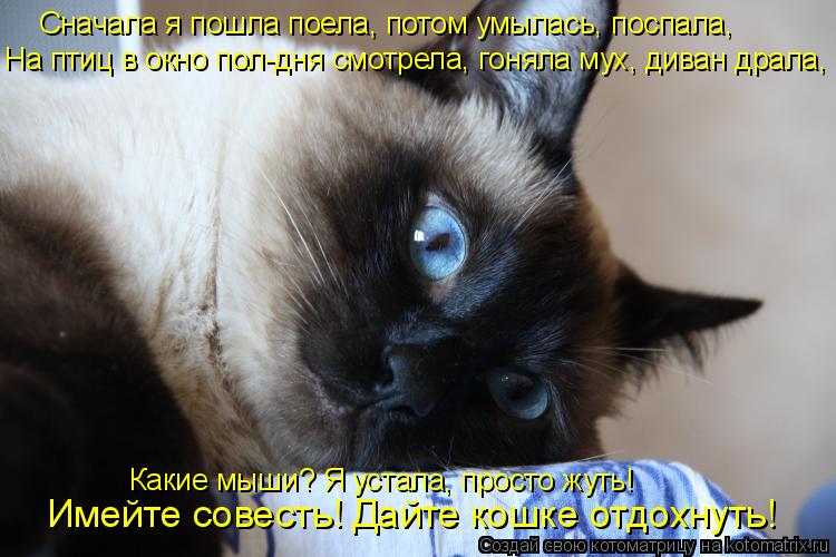 Котоматрица: Сначала я пошла поела, потом умылась, поспала, На птиц в окно пол-дня смотрела, гоняла мух, диван драла, Какие мыши? Я устала, просто жуть! Имей