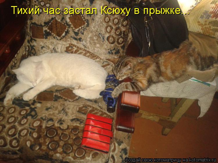 Тихий час застал Ксюху в прыжке...... Котоматрица: Тихий час застал Ксюху в прыжке...