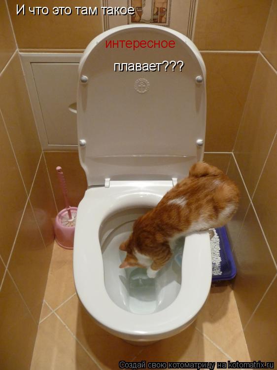И что это там такое интересное плавает???... Котоматрица: И что это там такое интересное плавает???