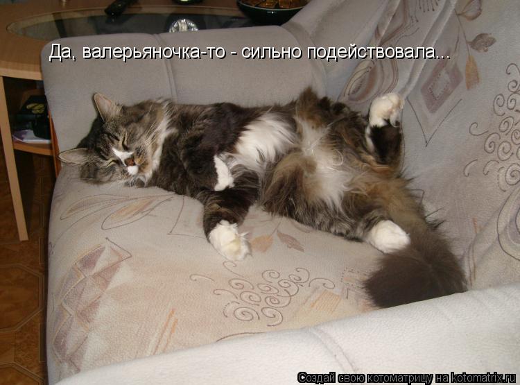 Да, валерьяночка-то - сильно подействовала...... Котоматрица: Да, валерьяночка-то - сильно подействовала...