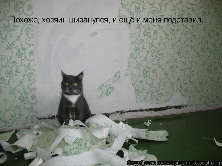 Котоматрица: Похоже, хозяин шизанулся, и ещё и меня подставил...