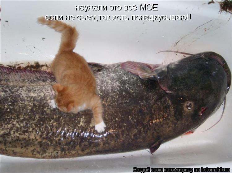 неужели это всё МОЕ неужели это всё МОЕ если не съем,так хоть понадкусываю!!... Котоматрица: неужели это всё МОЕ неужели это всё МОЕ если не съем,так хоть понадкусываю!!