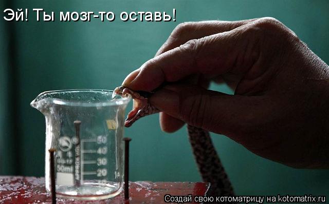 Эй! Ты мозг-то оставь!... Котоматрица: Эй! Ты мозг-то оставь!