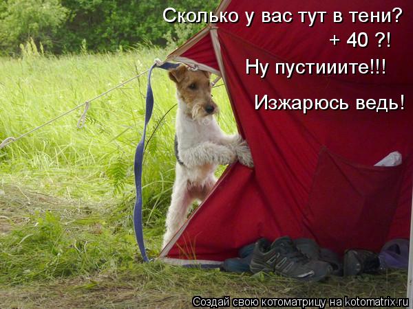 Сколько у вас тут в тени? + 40 ?! Ну пустииите!!! Изжарюсь ведь!... Котоматрица: Сколько у вас тут в тени? + 40 ?! Ну пустииите!!! Изжарюсь ведь!