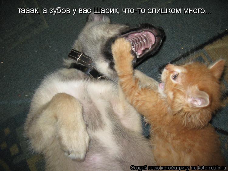 тааак, а зубов у вас Шарик, что-то слишком много...... Котоматрица: тааак, а зубов у вас Шарик, что-то слишком много...