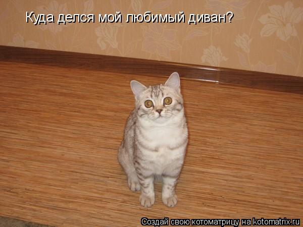 Куда делся мой любимый диван?... Котоматрица: Куда делся мой любимый диван?