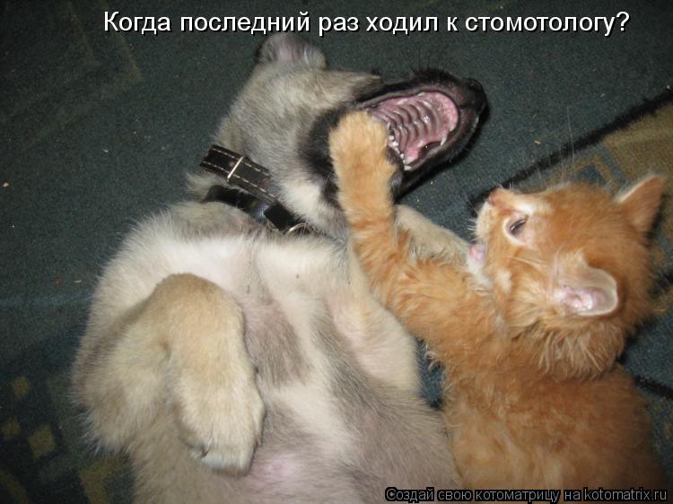 Когда последний раз ходил к стомотологу?... Котоматрица: Когда последний раз ходил к стомотологу?