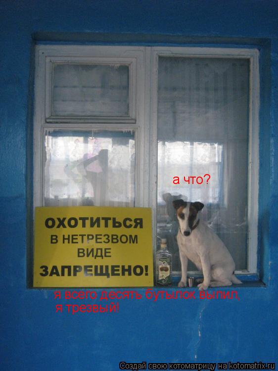 a что? я всего десять бутылок выпил, я трезвый!... Котоматрица: a что? я всего десять бутылок выпил, я трезвый!