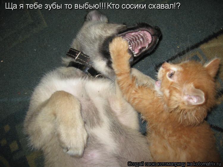 Ща я тебе зубы то выбью!!! Кто сосики схавал!?... Котоматрица: Ща я тебе зубы то выбью!!! Кто сосики схавал!?
