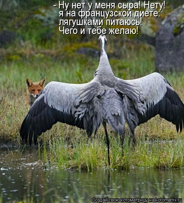 - Ну нет у меня сыра! Нету! я на французской диете: лягушками питаюсь! Чего и тебе желаю!... Котоматрица: - Ну нет у меня сыра! Нету! я на французской диете: лягушками питаюсь! Чего и тебе желаю!