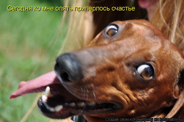 Сегодня ко мне опять приперлось счастье... Котоматрица: Сегодня ко мне опять приперлось счастье