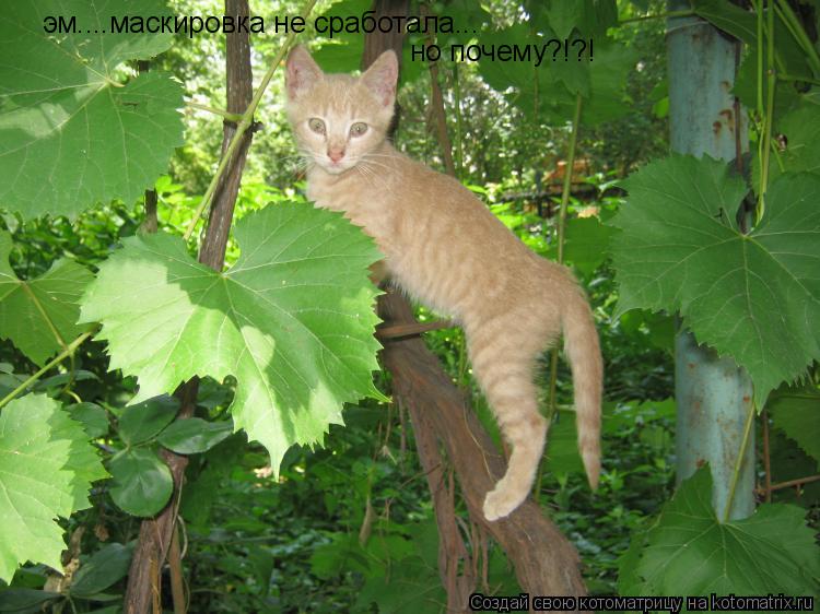 эм....маскировка не сработала... но почему?!?!... Котоматрица: эм....маскировка не сработала... но почему?!?!