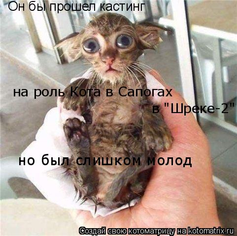 Он бы прошел кастинг на роль Кота в Сапогах в "Шреке-2" но был слишком молод... Котоматрица: Он бы прошел кастинг на роль Кота в Сапогах в "Шреке-2" но был слишком молод