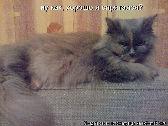 ну как, хорошо я спрятался?... Котоматрица: ну как, хорошо я спрятался?