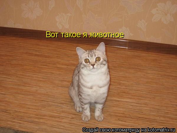 Вот такое я животное... Котоматрица: Вот такое я животное