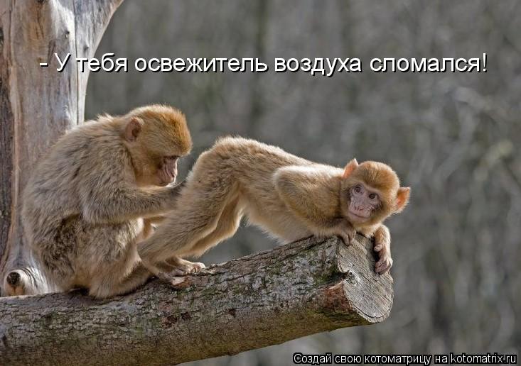 - У тебя освежитель воздуха сломался!... Котоматрица: - У тебя освежитель воздуха сломался!