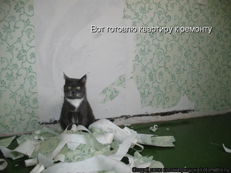 Вот готовлю квартиру к ремонту... Котоматрица: Вот готовлю квартиру к ремонту