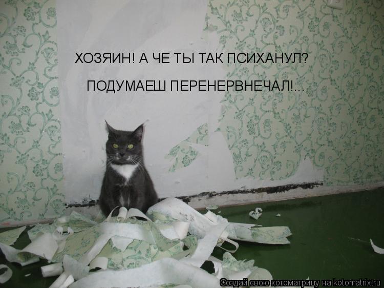 ХОЗЯИН! А ЧЕ ТЫ ТАК ПСИХАНУЛ? ПОДУМАЕШ ПЕРЕНЕРВНЕЧАЛ!...... Котоматрица: ХОЗЯИН! А ЧЕ ТЫ ТАК ПСИХАНУЛ? ПОДУМАЕШ ПЕРЕНЕРВНЕЧАЛ!...