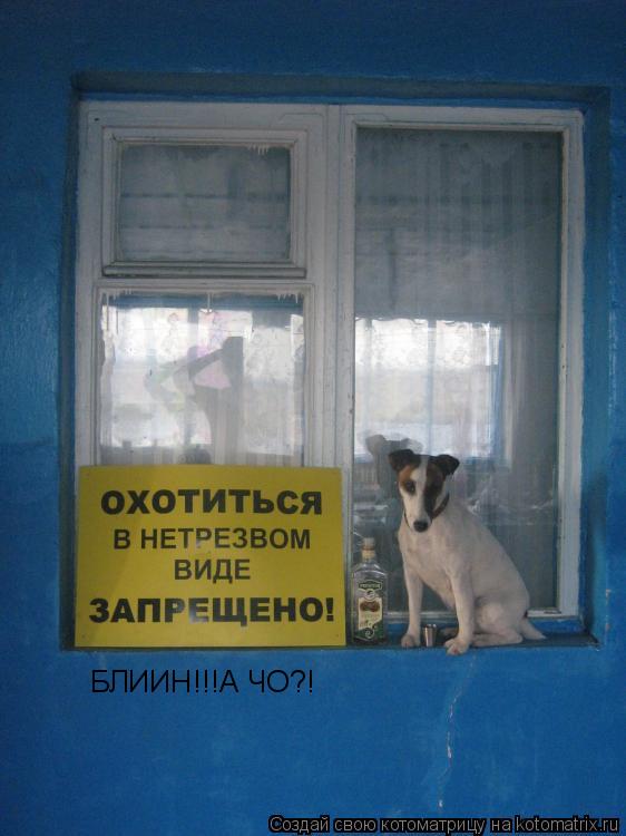 БЛИИН!!!А ЧО?!... Котоматрица: БЛИИН!!!А ЧО?!