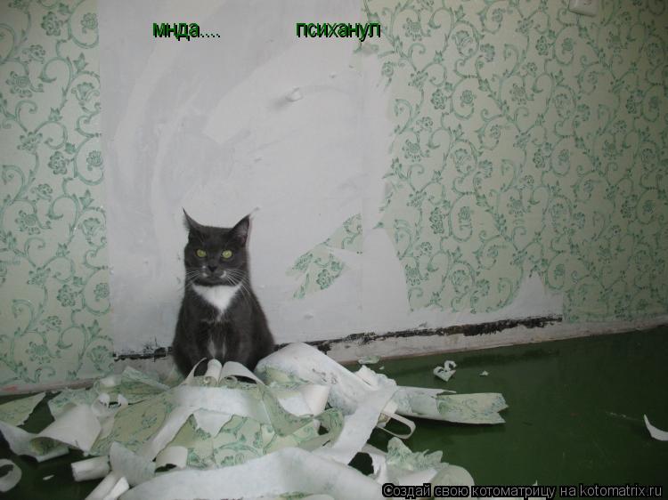 мнда.... психанул... Котоматрица: мнда.... психанул