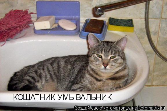 КОШАТНИК-УМЫВАЛЬНИК... Котоматрица: КОШАТНИК-УМЫВАЛЬНИК