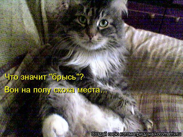 Что значит "брысь"? Вон на полу скока места...... Котоматрица: Что значит "брысь"? Вон на полу скока места...