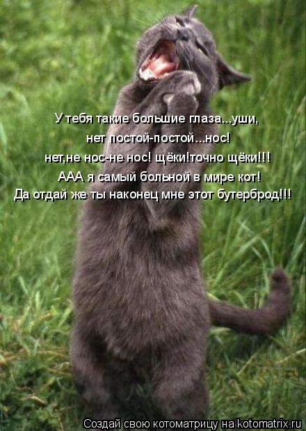 У тебя такие большие глаза...уши, нет постой-постой...нос! нет,не нос-не нос! щёки!точно щёки!!! ААА ... Котоматрица: У тебя такие большие глаза...уши, нет постой-постой...нос! нет,не нос-не нос! щёки!точно щёки!!! ААА я самый больной в мире кот! Да отдай же ты нак