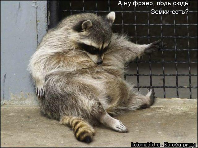 А ну фраер, подь сюды Семки есть?... Котоматрица: А ну фраер, подь сюды Семки есть?