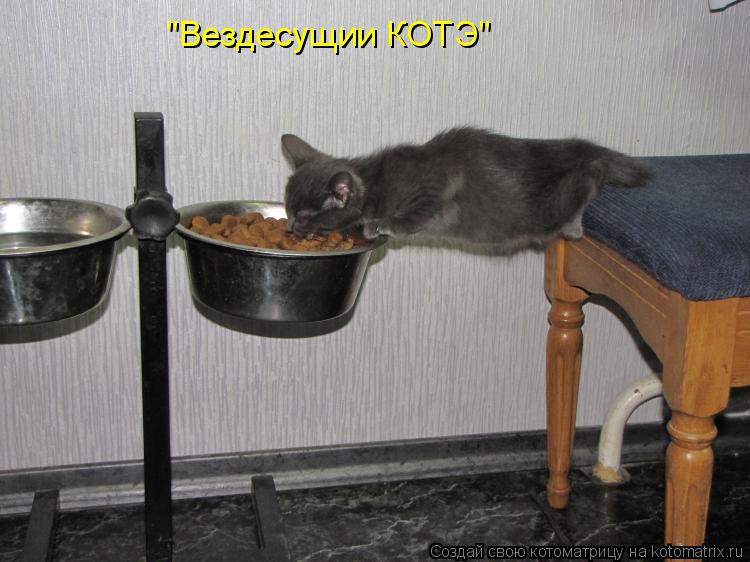 "Вездесущии КОТЭ"... Котоматрица: "Вездесущии КОТЭ"