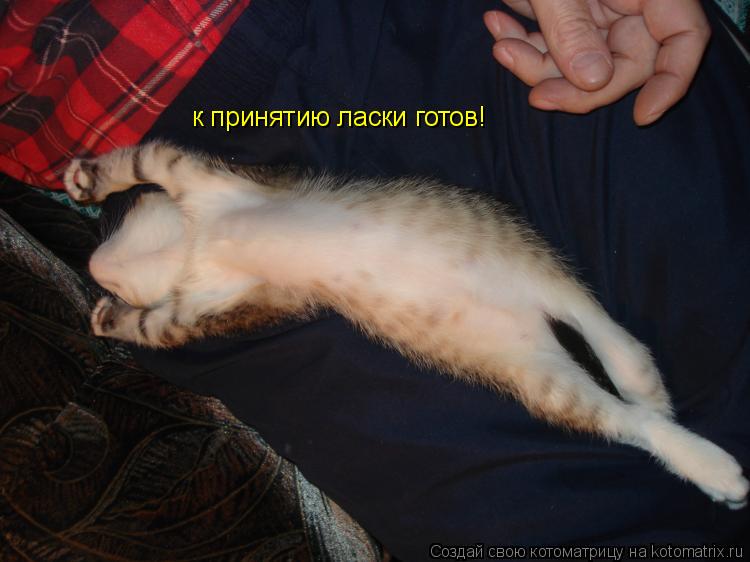 к принятию ласки готов!... Котоматрица: к принятию ласки готов!